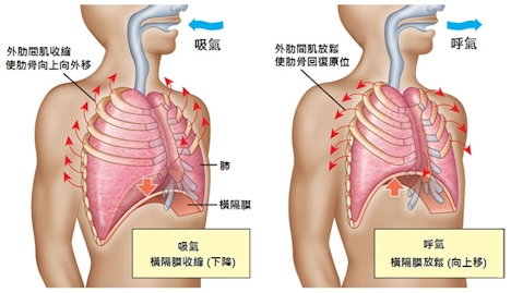 breathing_mechanism.jpg