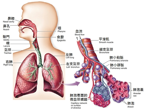 肺图片